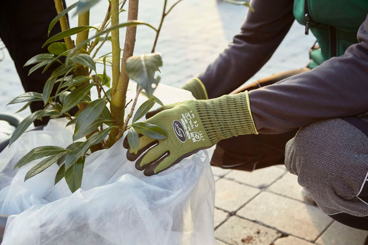 100_19667CDgC4SD0If2ZX